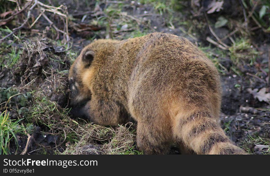 South american coati looking for food in the grass. Foto taken in landgoed hoenderdaell zoo.