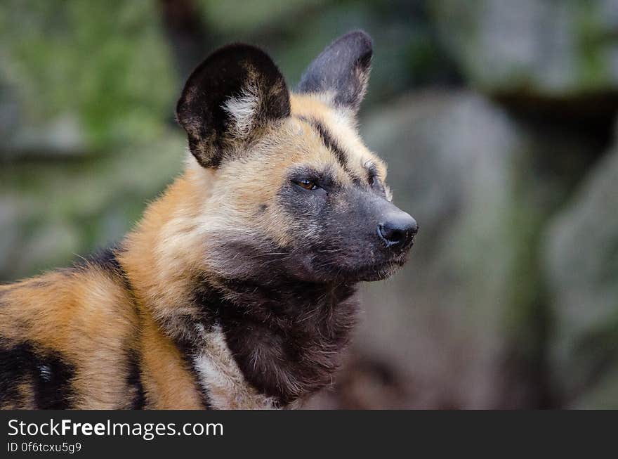 African wild dog