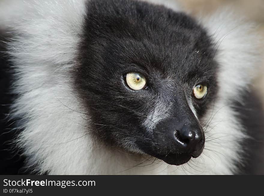 Black-and-white Ruffed Lemur