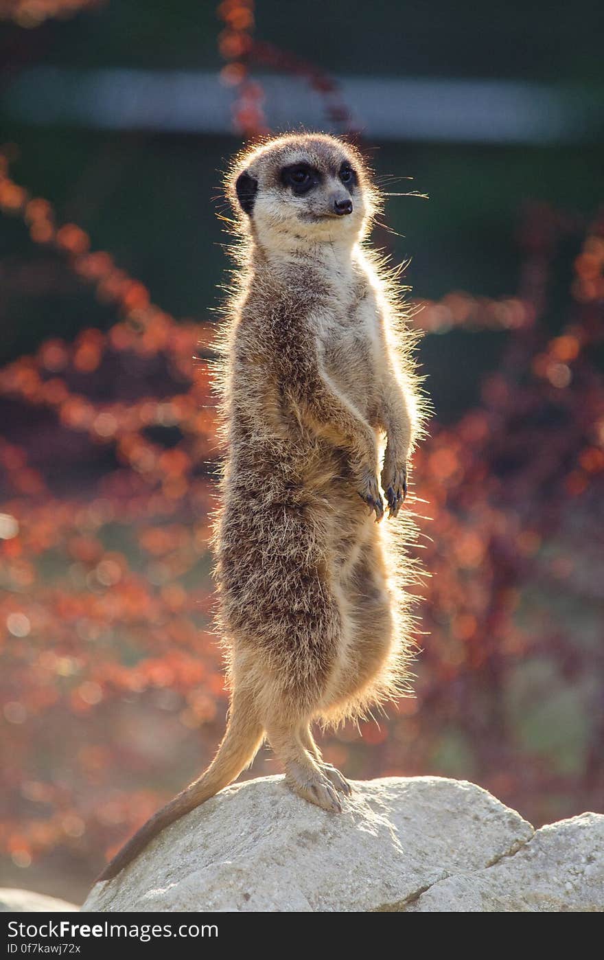 Meerkat