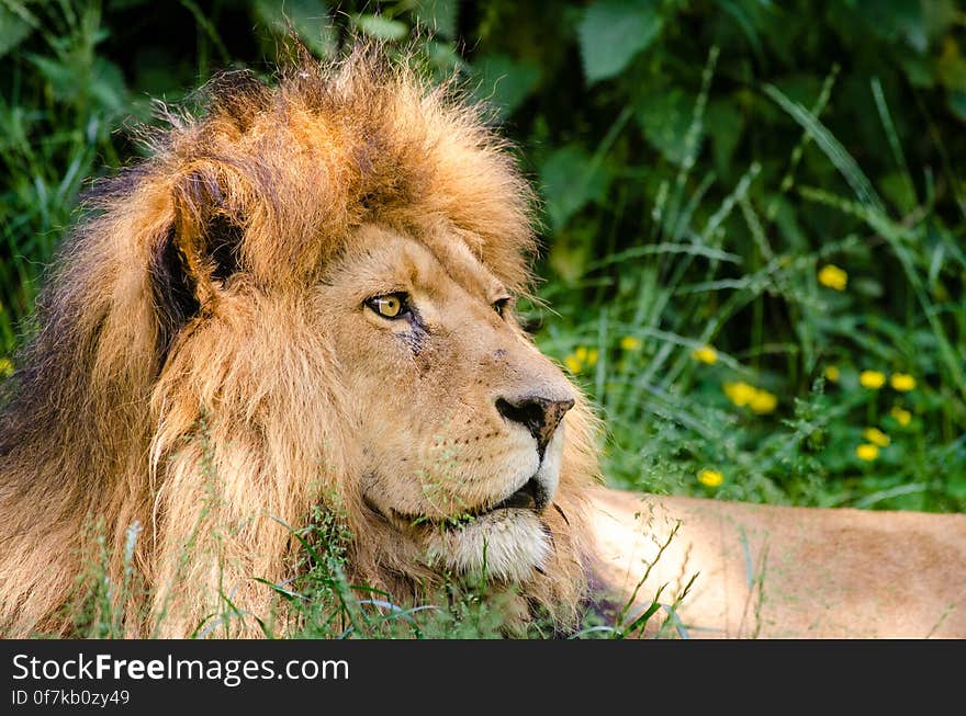 African Lion