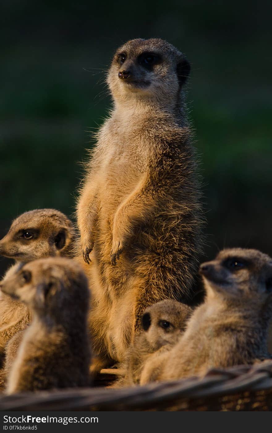 Meerkat