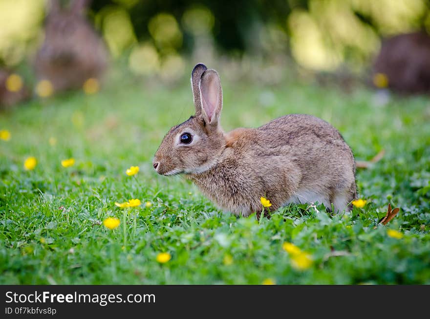 European rabbit