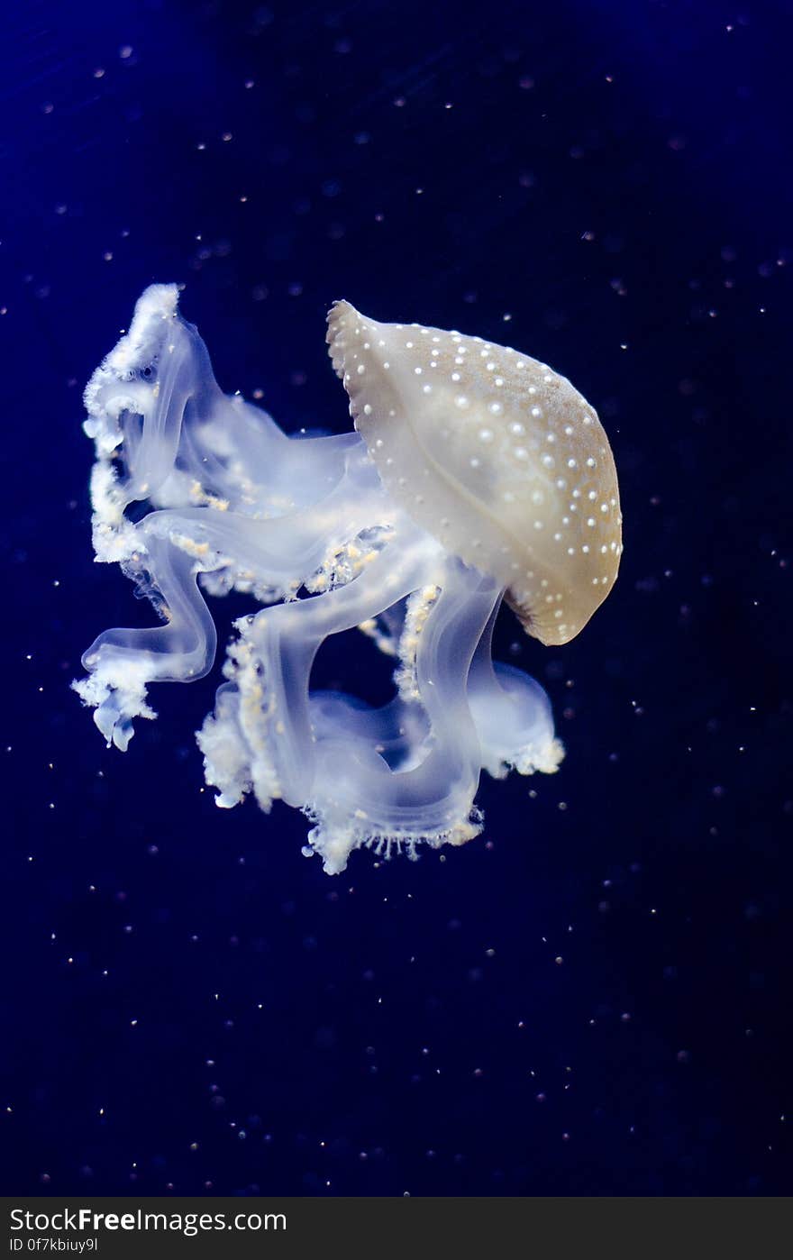 Phyllorhiza punctata &#x28;Jellyfish&#x29;