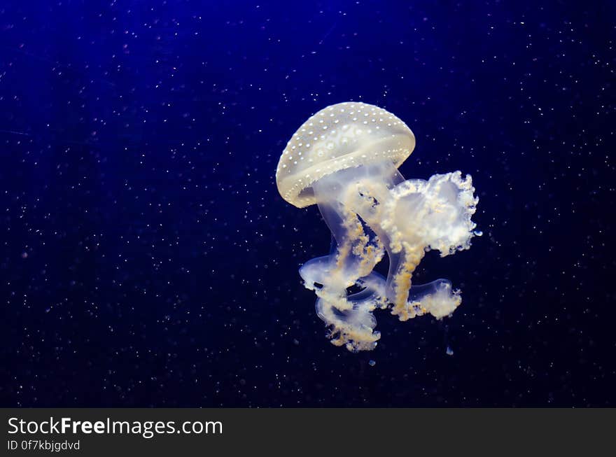 Phyllorhiza punctata &#x28;Jellyfish&#x29;