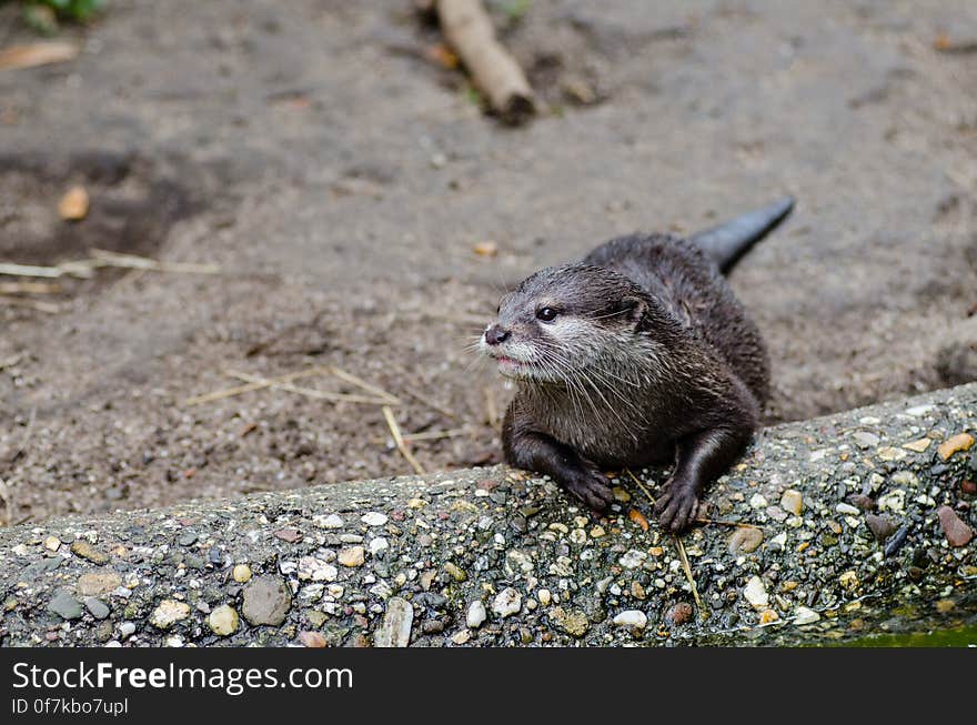 Oriental small-clawed otter