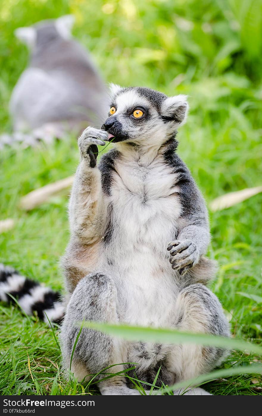 Ring-Tailed Lemur