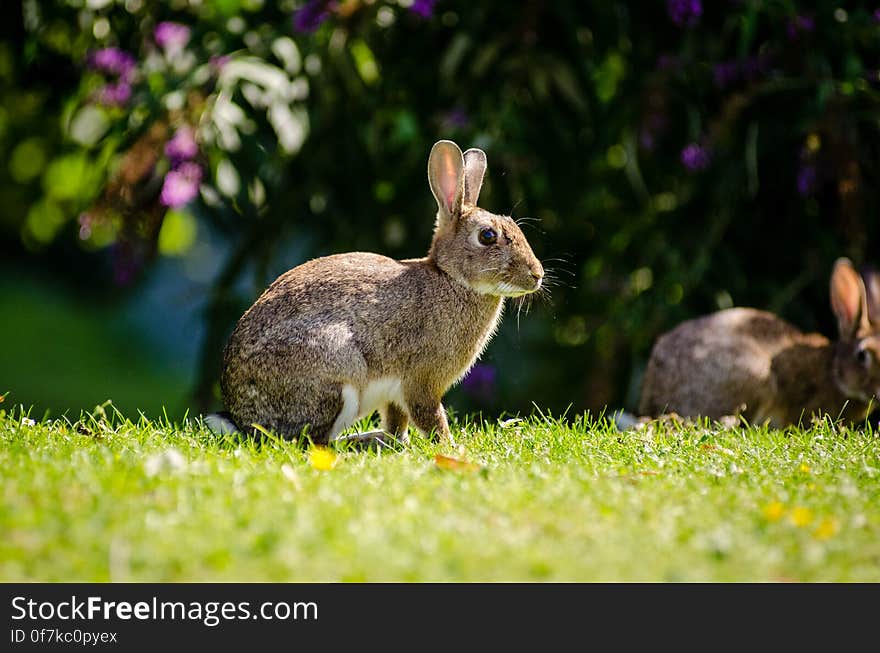 European Rabbit