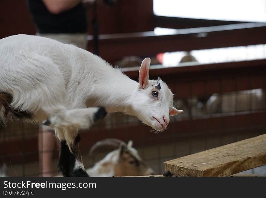 Young goat scratching itself with it&#x27;s hind leg. Young goat scratching itself with it&#x27;s hind leg