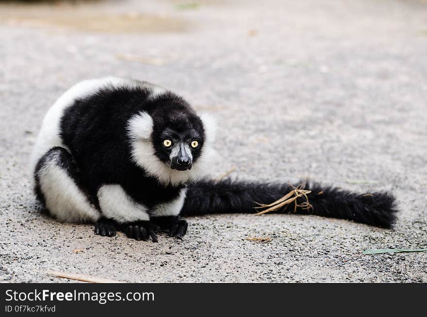 Black-and-white Ruffed Lemur