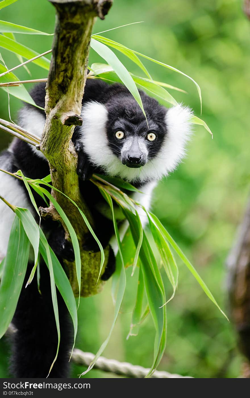 Black-and-white Ruffed Lemur