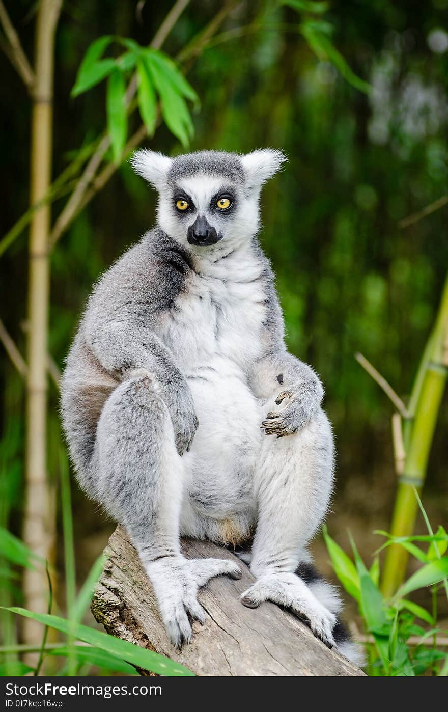 Ring-Tailed Lemur