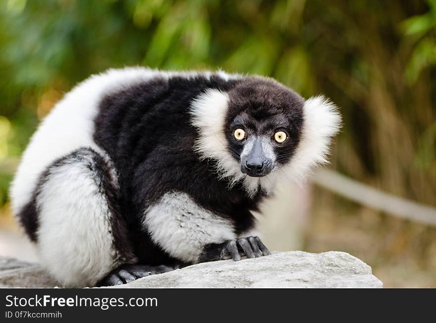 Black-and-white Ruffed Lemur