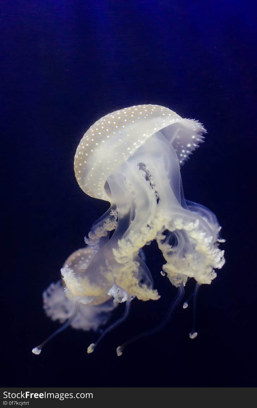 Phyllorhiza punctata &#x28;Jellyfish&#x29;