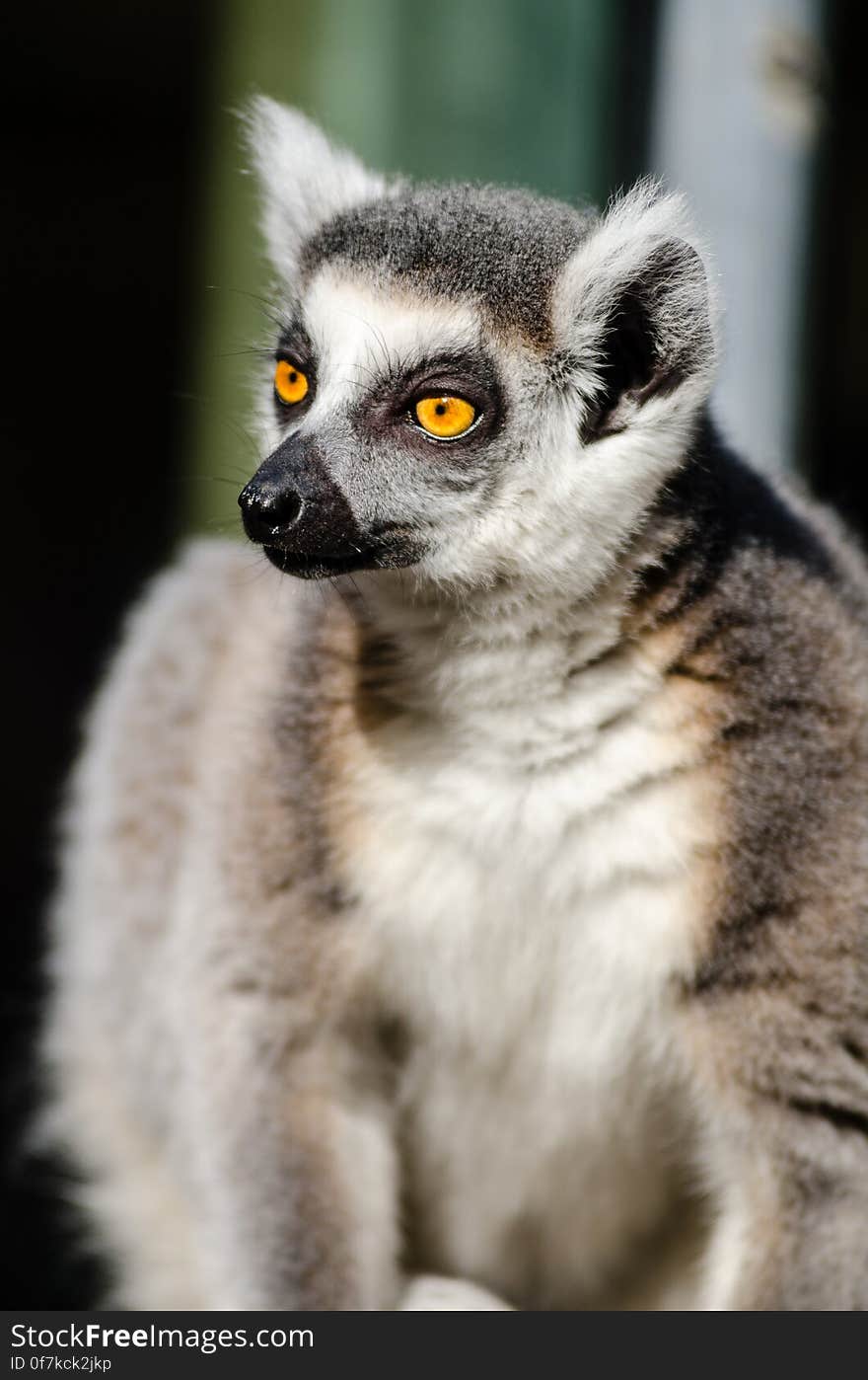 Ring-Tailed Lemur