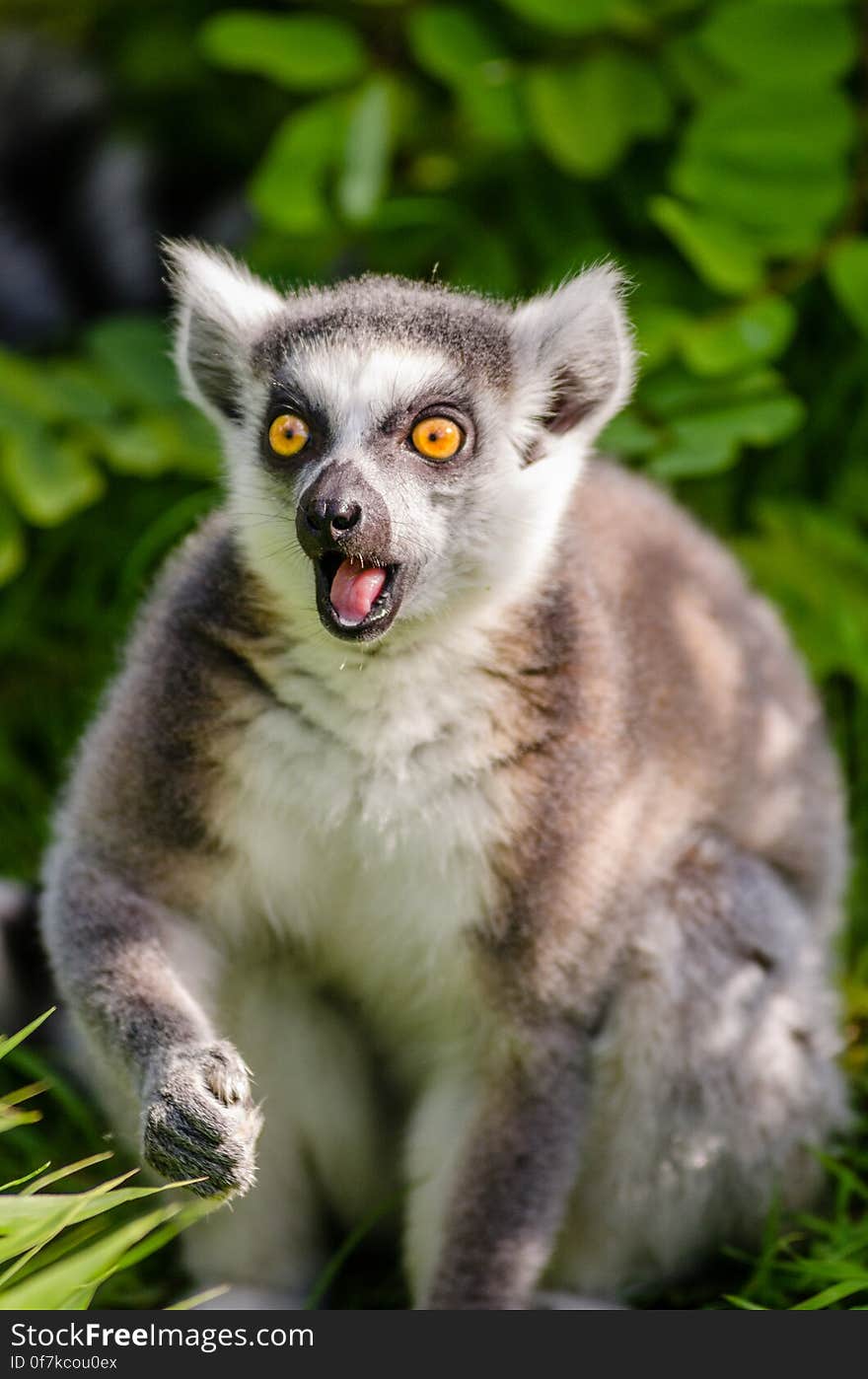 Ring-Tailed Lemur