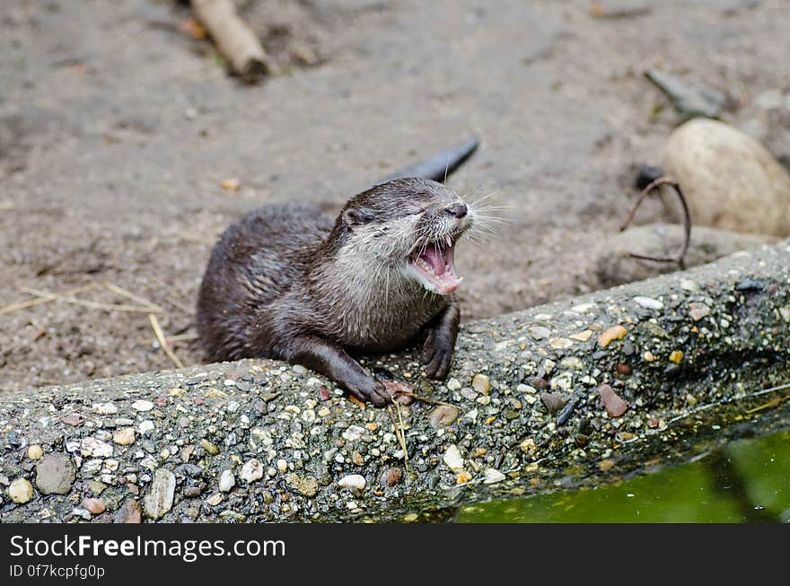 Oriental small-clawed otter