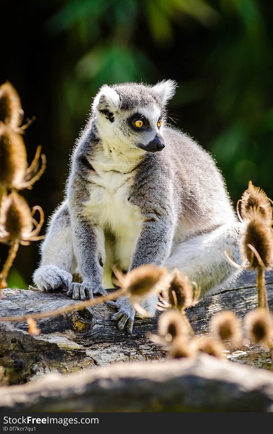 Ring-Tailed Lemur