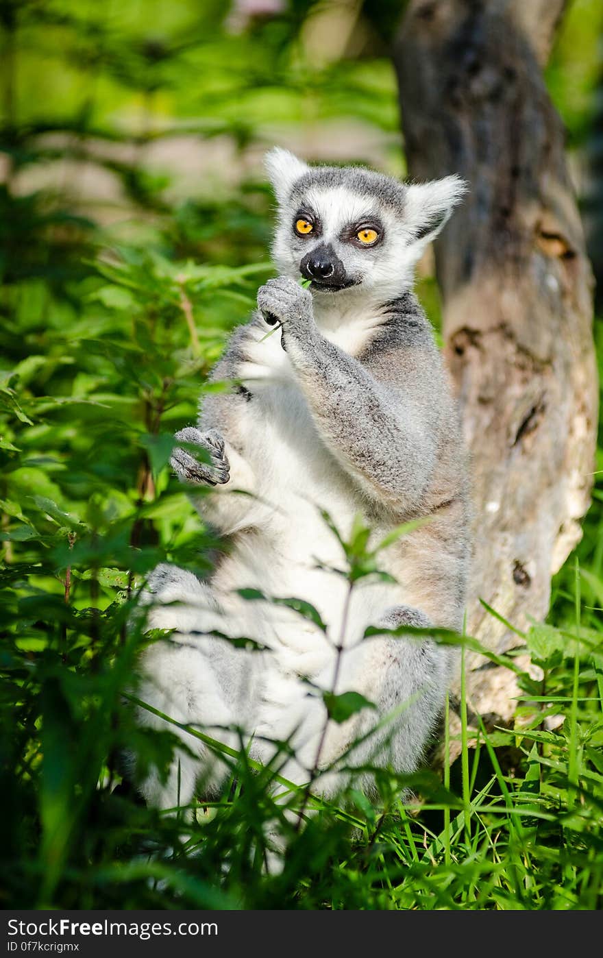 Ring-Tailed Lemur