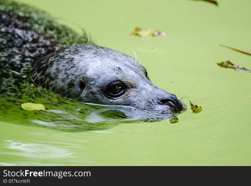 Harbor seal