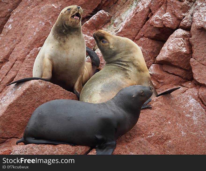 A photo of three seals on a red rock, contributed by Albert van Gent. All StockyPics photos can be used for free and for any purpose. A photo of three seals on a red rock, contributed by Albert van Gent. All StockyPics photos can be used for free and for any purpose.