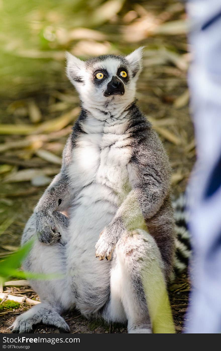 Ring-Tailed Lemur