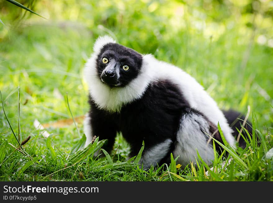 Black-and-white Ruffed Lemur