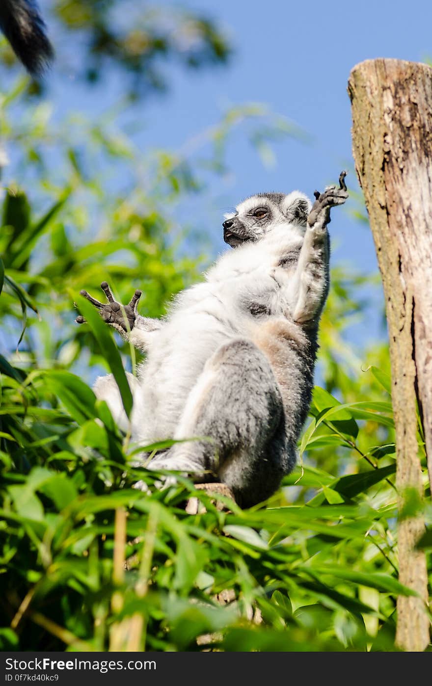 Ring-Tailed Lemur