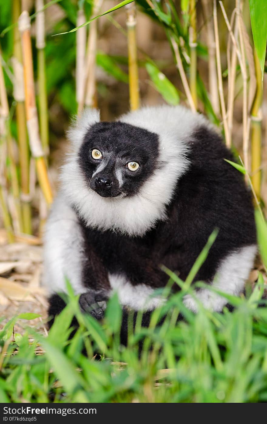 Black-and-white Ruffed Lemur