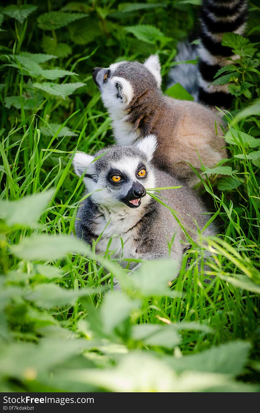 Ring-Tailed Lemur