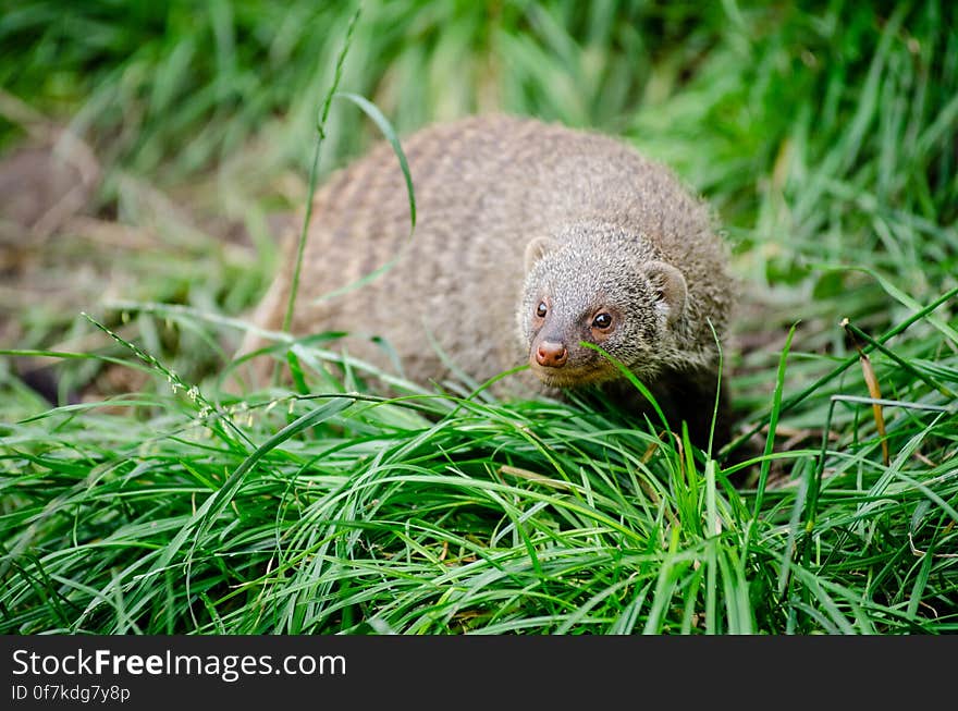 Banded mongoose