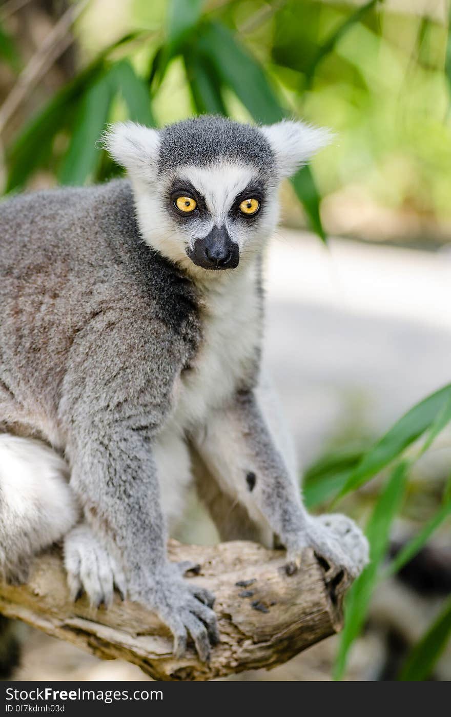 Ring-Tailed Lemur