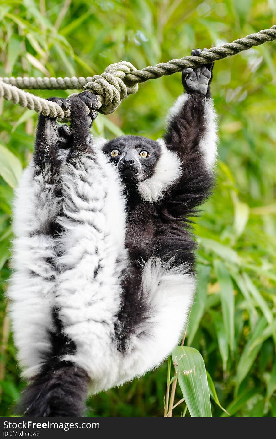 Black and white Ruffed Lemur