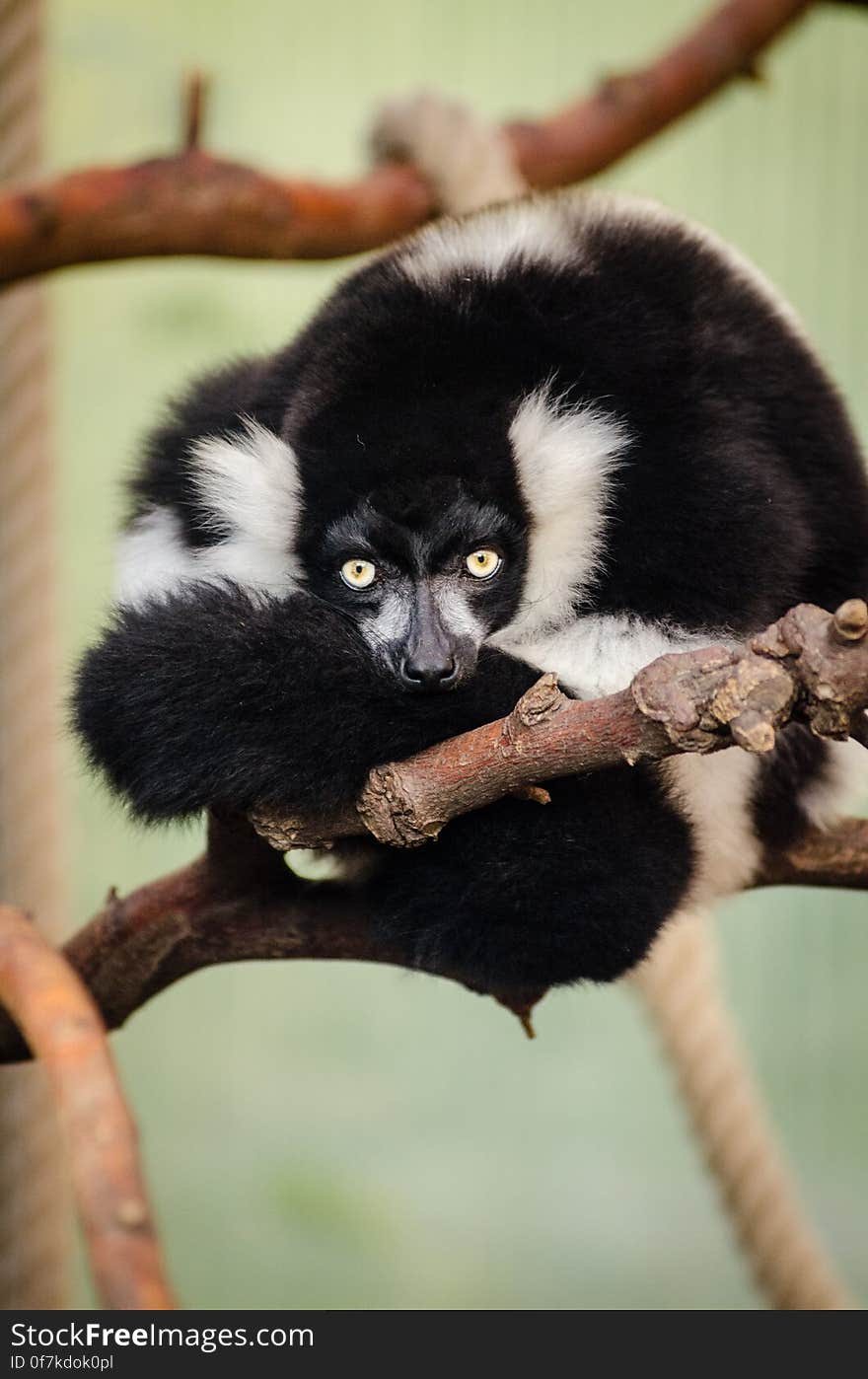 Black-and-white Ruffed Lemur