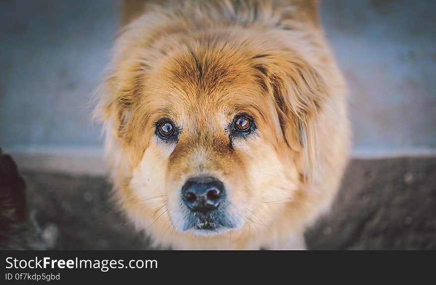 Close Up Of Cute Dog Looking At The Camera