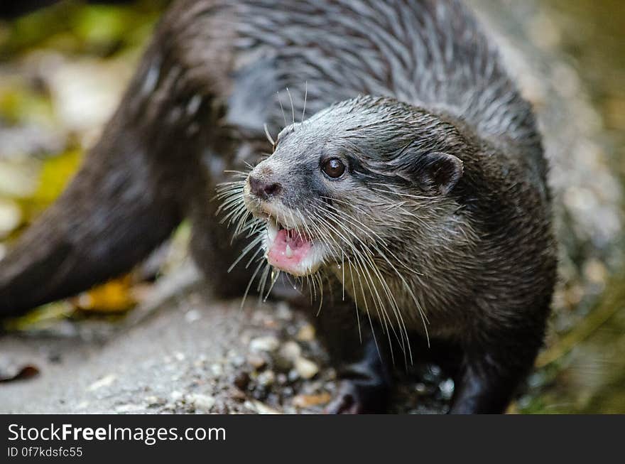 Oriental small-clawed otter