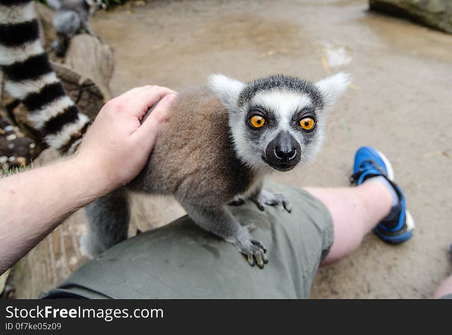 Ring-Tailed Lemur