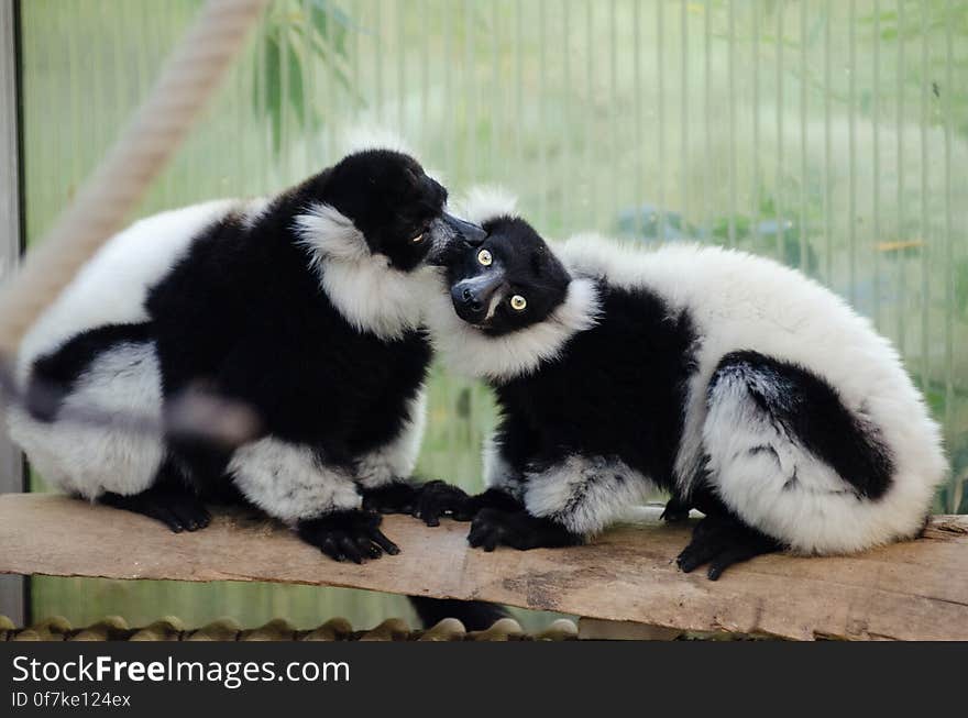 Black-and-white Ruffed Lemur