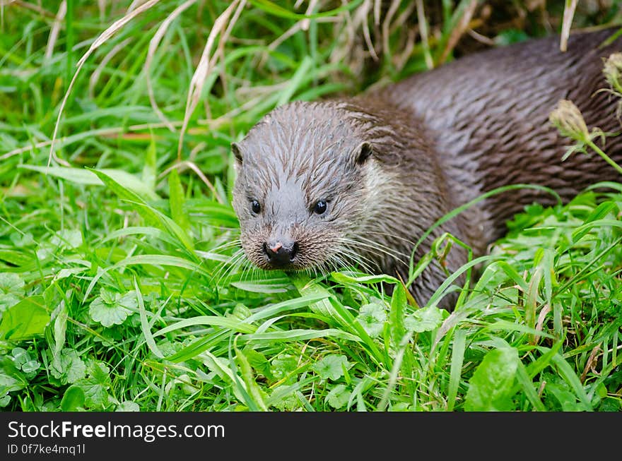 European otter