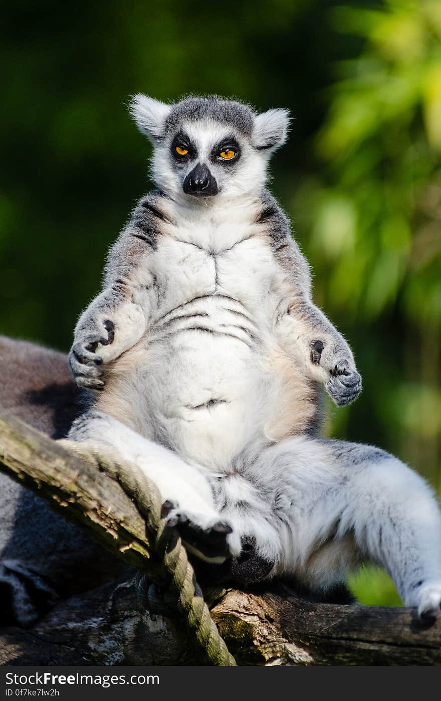 Ring-Tailed Lemur