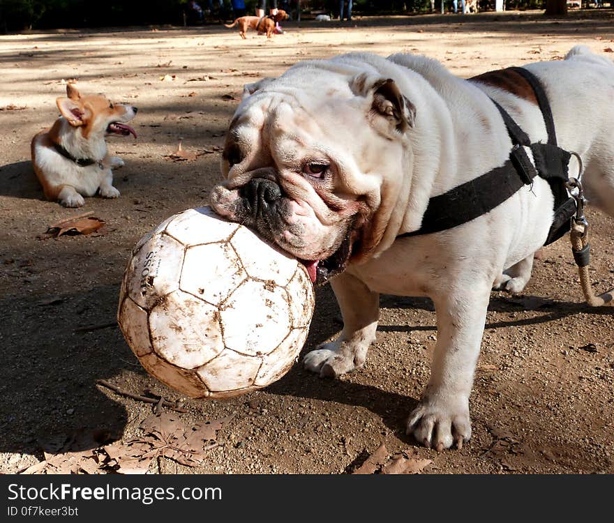 This stubborn english bulldog never lets go of his ball. This stubborn english bulldog never lets go of his ball.