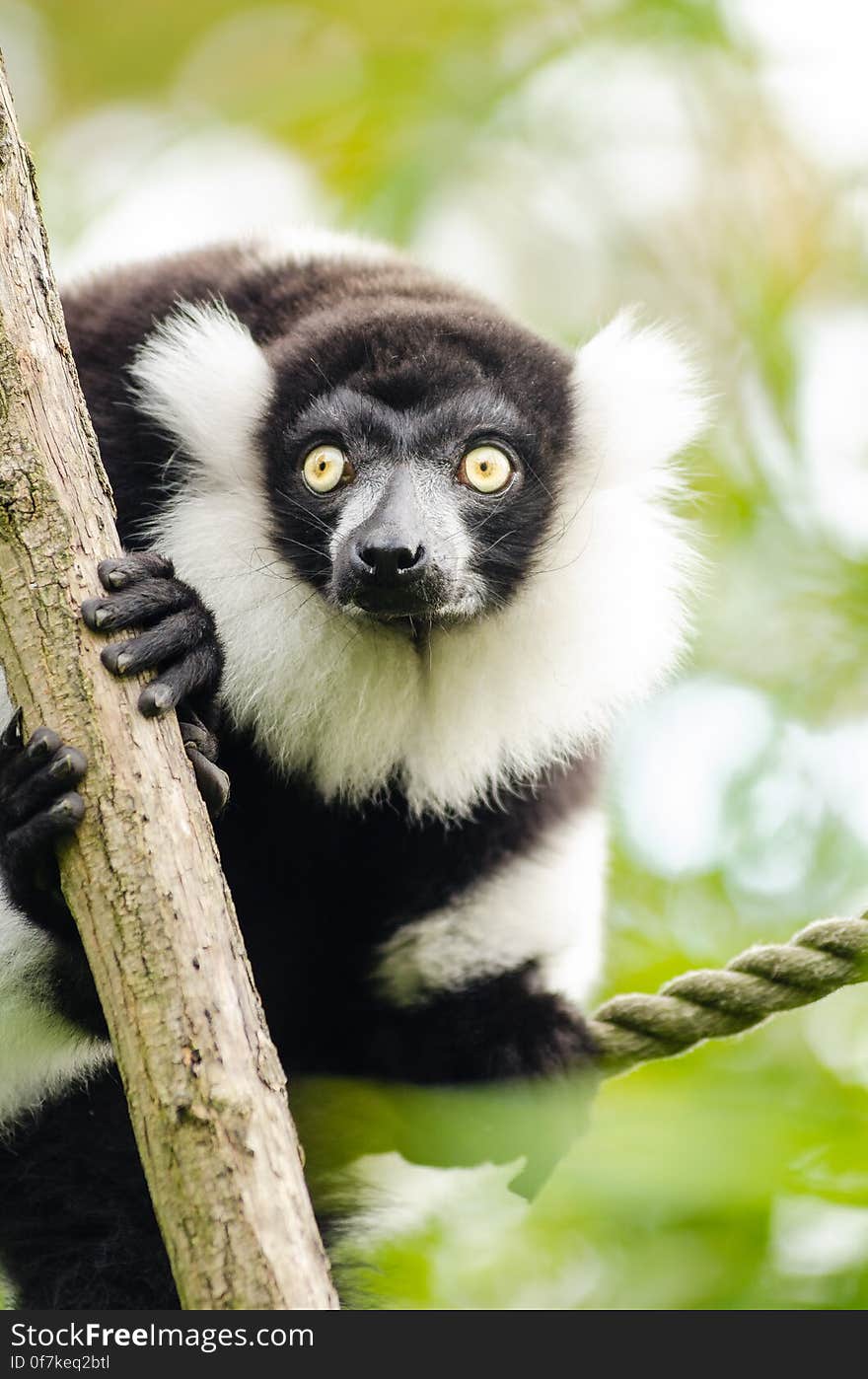 Black and white Ruffed Lemur