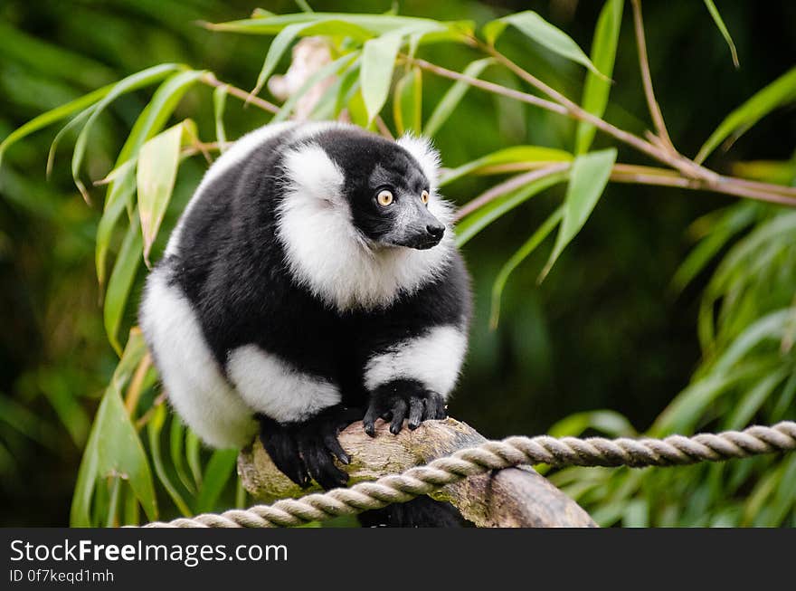 Black and white Ruffed Lemur