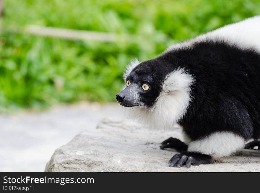 Black-and-white Ruffed Lemur