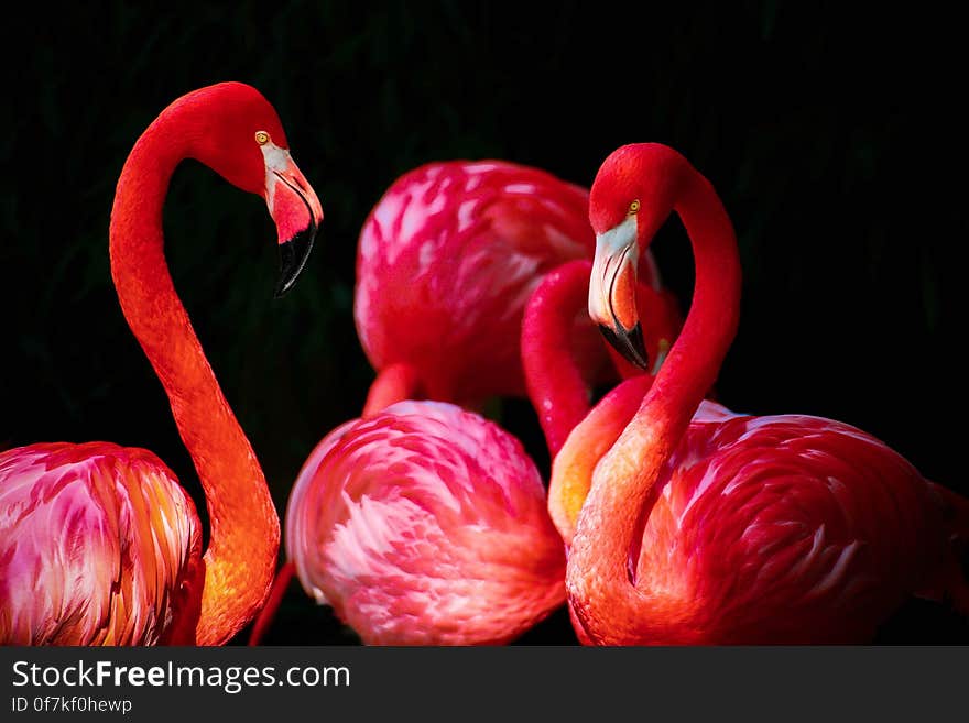 License: Public Domain Dedication &#x28;CC0&#x29; Source: Pixabay Learn more about Flamingos on Wikipedia.