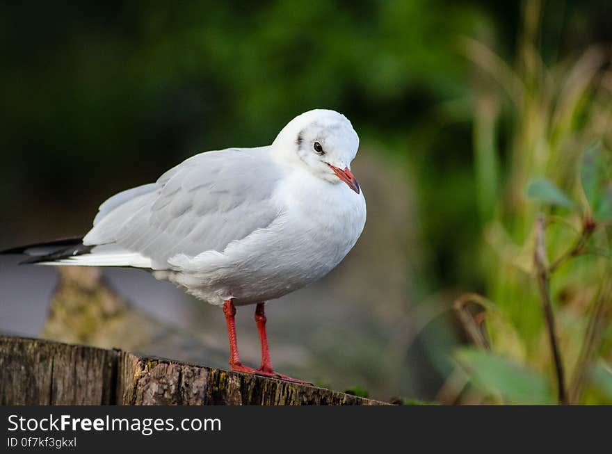 Black-headed gull &#x28;winter plumage&#x29;