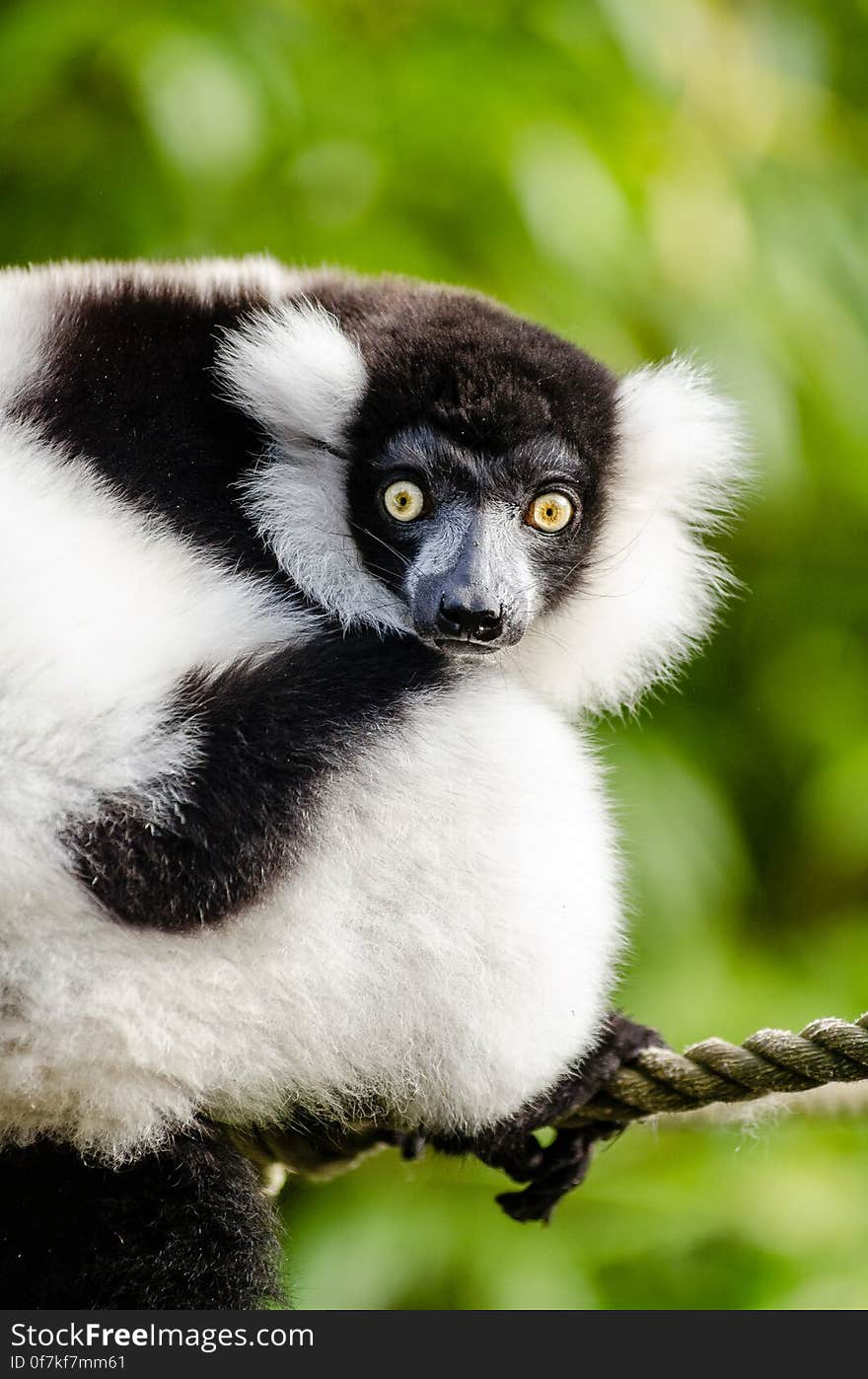 Are you ready for the World Lemur Festival, October 29-31 and World Lemur Day on October 30th?. Are you ready for the World Lemur Festival, October 29-31 and World Lemur Day on October 30th?