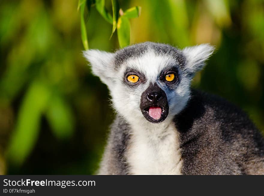 Ring-Tailed Lemur