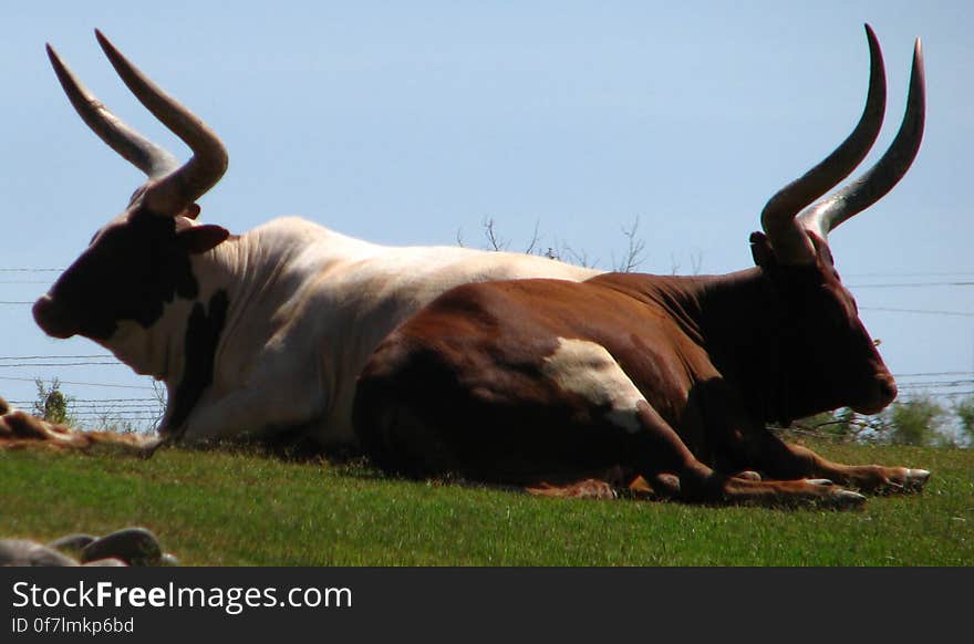 Maasai cattle