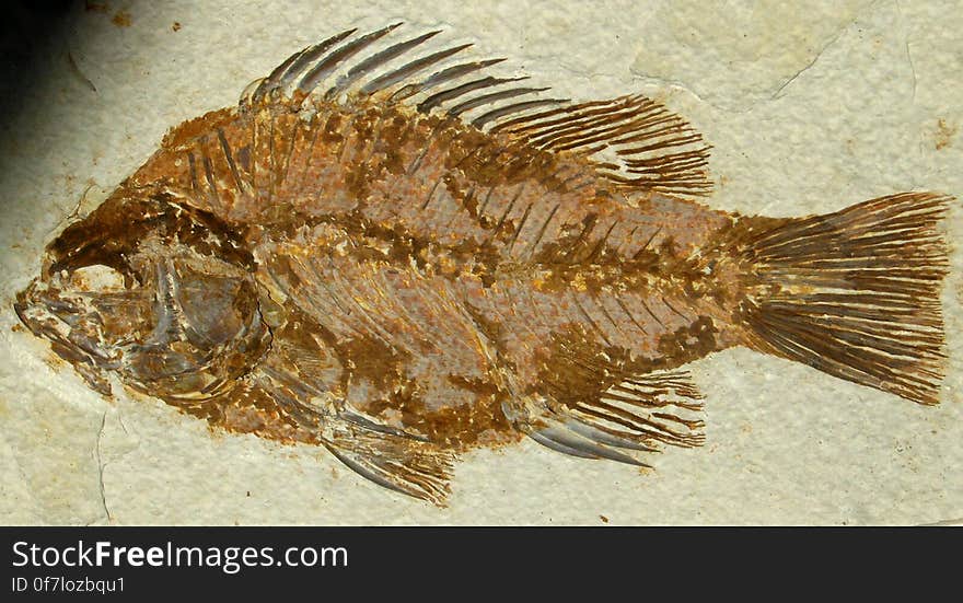 fish fossil